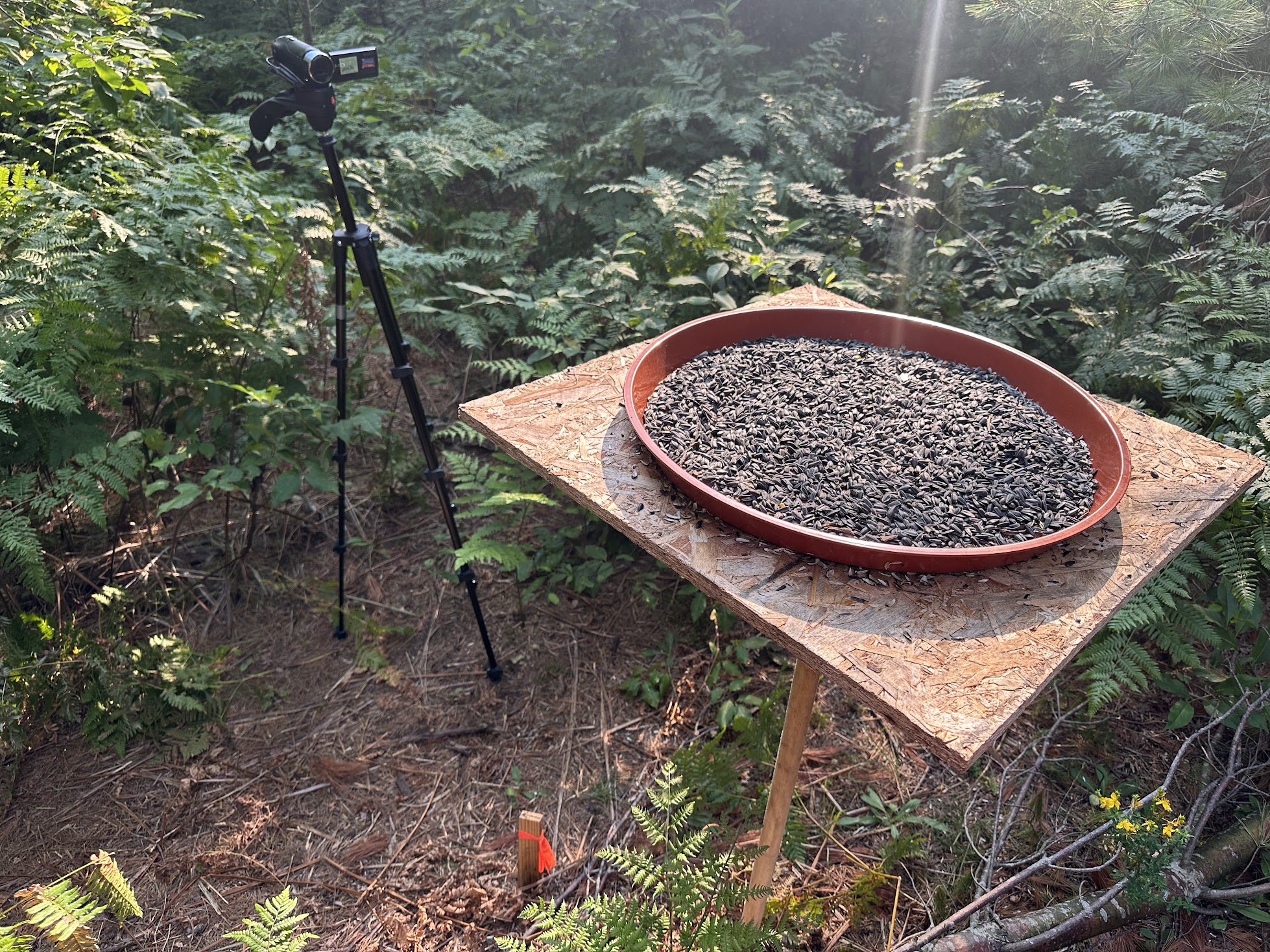 site of behavioral observations